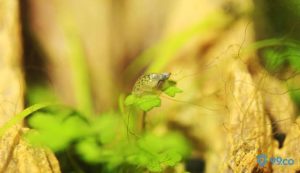 5 Cara Mengontrol Keong Hama Aquascape dengan Efektif dan Tepat