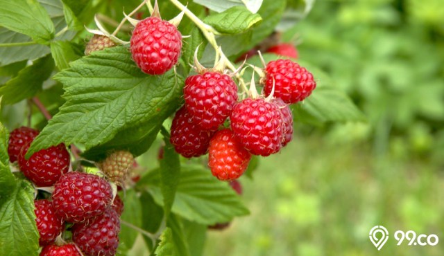 macam macam buah berry