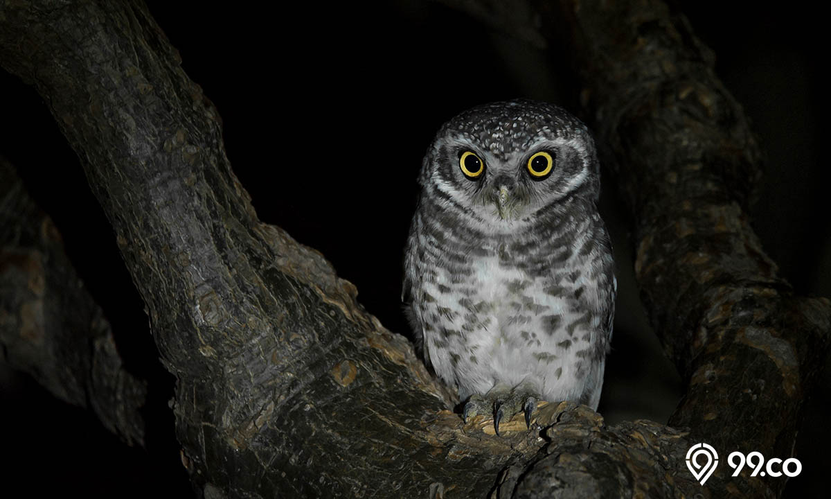 mitos melihat burung hantu di malam hari