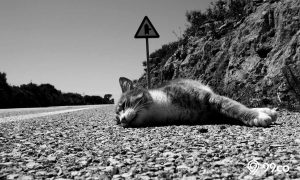 5 Mitos Menabrak Kucing, Bikin Sial hingga Pertanda Kematian