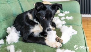 cara melatih anjing agar tidak menggigit barang