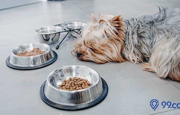 penyebab dan cara mengatasi anjing tidak mau makan