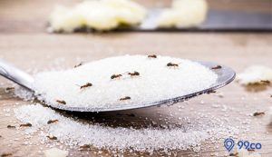 9 Cara Mengusir Semut di Meja Makan Paling Ampuh dan Cepat. Gunakan Bahan Murah!