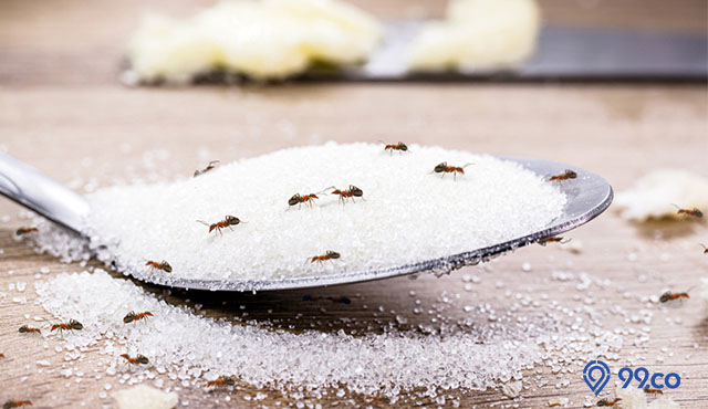 9 Cara Mengusir Semut di Meja Makan Paling Ampuh dan Cepat. Gunakan Bahan Murah!