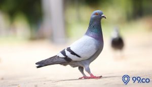 kumpulan cara merawat burung merpati yang baik dan benar