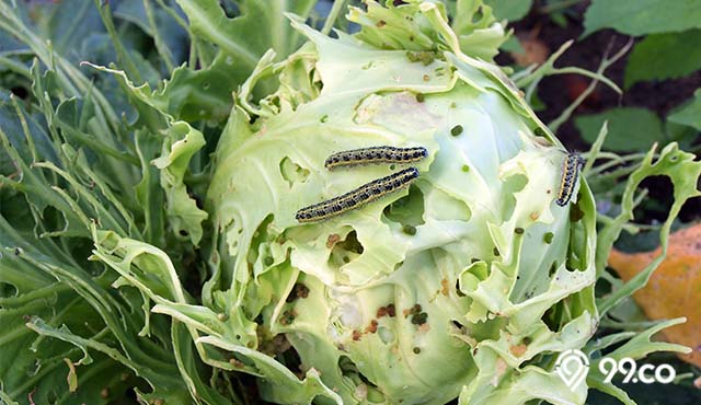 8 Jenis Hama Tanaman Sayur Penyebab Gagal Panen. Waspadai Kehadirannya!