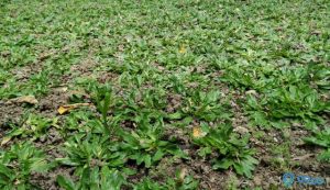 Harga Rumput Gajah Mini Terbaru Tahun 2022, Ada yang Rp10 Ribuan!