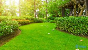 Harga Rumput Jepang Terbaru Tahun 2022, Mulai dari Rp10 Ribu Saja!