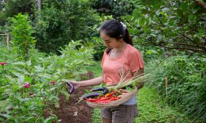 hari baik menanam cabe