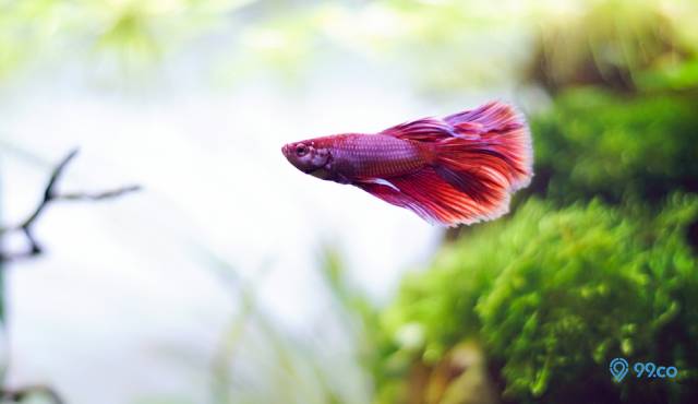 ikan hias yang bisa dicampur dengan ikan cupang