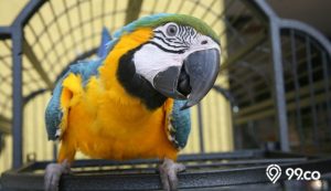jenis burung beo yang dapat dipelihara di rumah