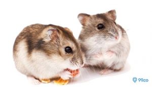 jenis hamster
