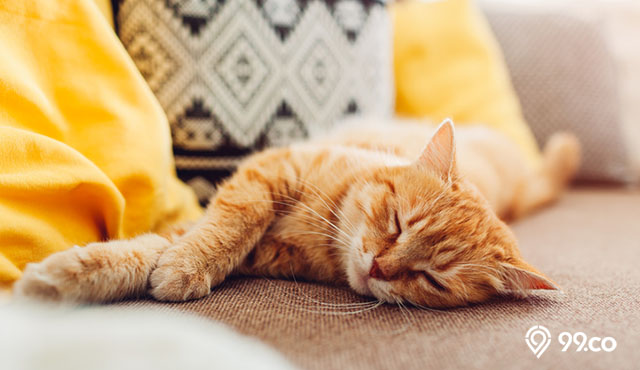 8 Alasan Kenapa Kucing Tidur Terus di Rumah. Benarkah Tanda Kesehatan yang Terganggu?