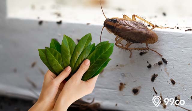 Cara Mengusir Kecoa dengan Daun Salam. Efektif dan Mudah Dilakukan Sendiri!