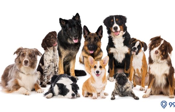 320 Nama Anjing Lucu Jantan dan Betina Berbagai Bahasa. Cocok untuk Semua Jenis, lo!