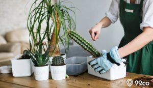 5 Tanaman Tolak Bala Menurut Fengshui yang Bisa Ditanam di Halaman, Sudah Ada di Rumah?