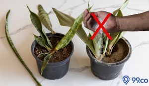 6 Bahaya Garam untuk Tanaman yang Jarang Orang Tahu. Bikin Tanaman Cepat Mati?