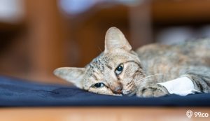 15 Ciri-Ciri Kucing Mau Mati dan Cara Mengatasinya. Jangan Panik, ya!