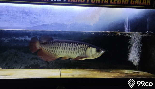 fengshui ikan arwana
