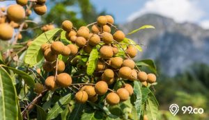 9 Jenis Buah Kelengkeng Cepat Berbuah dan Paling Populer. Cocok Ditanam di Pekarangan Rumah!