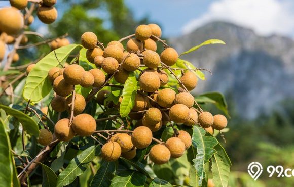9 Jenis Buah Kelengkeng Cepat Berbuah dan Paling Populer. Cocok Ditanam di Pekarangan Rumah!