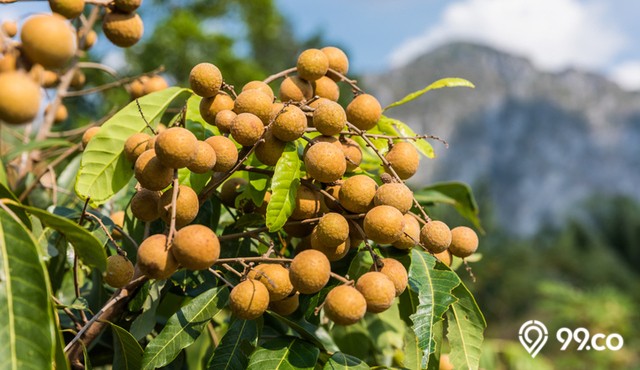 jenis buah kelengkeng populer dan cepat berbuah