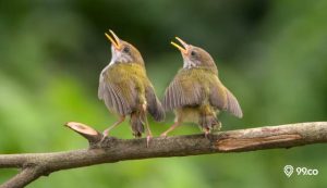 6 Jenis Burung Ciblek yang Paling Bagus di Indonesia. Cocok Dipelihara di Rumah!