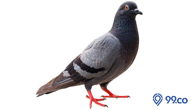 jenis merpati