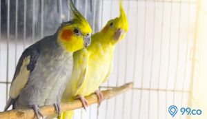 10 Inspirasi Kandang Aviary Minimalis yang Bisa Memperindah Rumah, Mana Favoritmu? 10 Inspirasi Kandang Aviary Minimalis yang Bisa Memperindah Rumah, Mana Favoritmu?