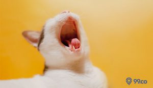 Kenapa Mulut Kucing Bau? Ternyata Ini Penyebab dan Cara Mengatasinya. Paling Ampuh!