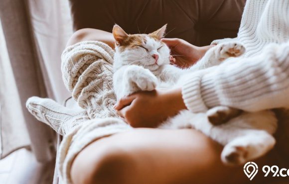 nama kucing aesthetic