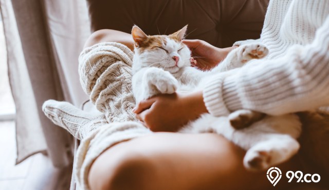 113 Inspirasi Nama Kucing Aesthetic Jantan dan Betina, Mana Favorit Kamu?