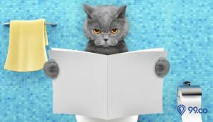 8 Rekomendasi Obat Kucing Mencret Terbaik 2022. Jangan Salah Pilih!