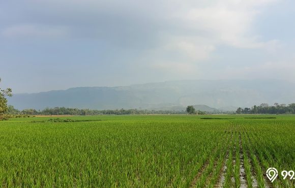 rumah tersembunyi di tengah sawah