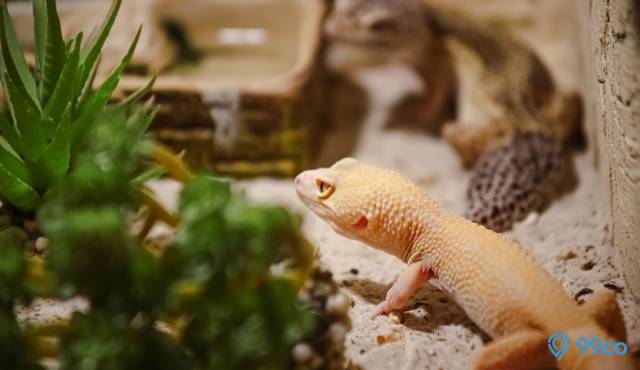 terrarium reptile