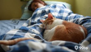 5 Arti Kucing Tidur di Kasur? Pemilik Anabul Wajib Tahu! 5 Arti Kucing Tidur di Kasur? Pemilik Anabul Wajib Tahu!