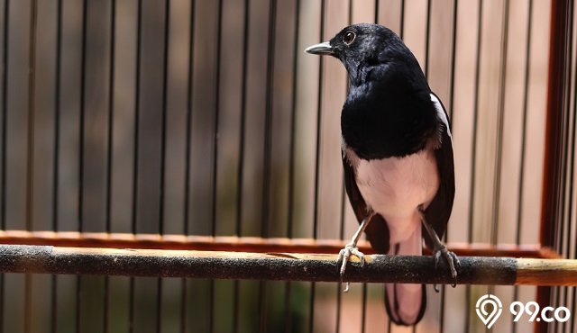 Daftar Harga Burung Kacer Terbaru 2022. Mulai dari Rp100 Ribuan sampai Jutaan, Lengkap!