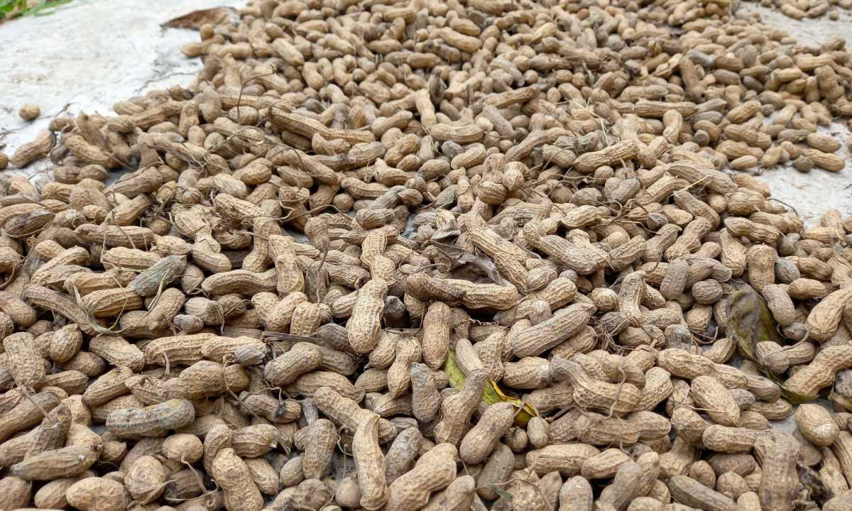 Cara Menanam Kacang Tanah yang Benar. Panen Sukses Terus!