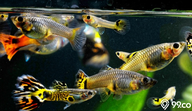 Sebelum Beli, Ini 5 Ciri Ciri Ikan Guppy yang Harus Diketahui. Lengkap!