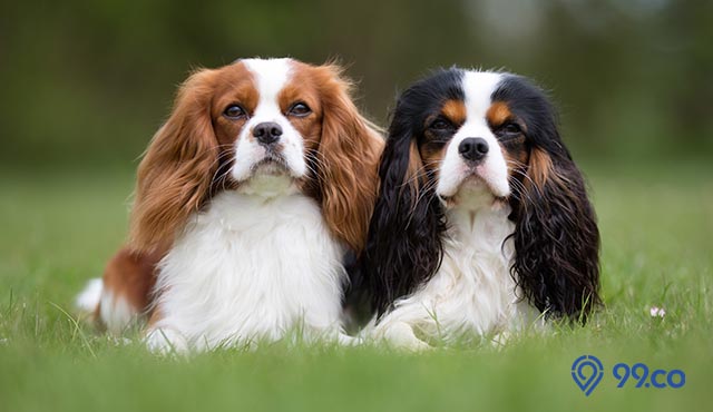 jenis anjing yang mudah dipelihara