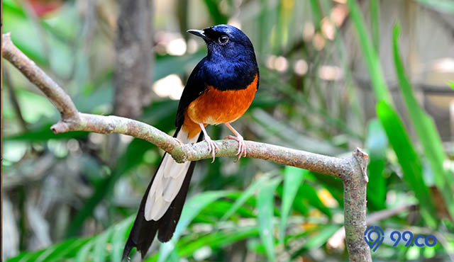 7 Jenis Burung Murai Paling Populer untuk Peliharaan. Suaranya Merdu!