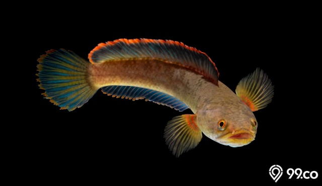 harga ikan channa limbata