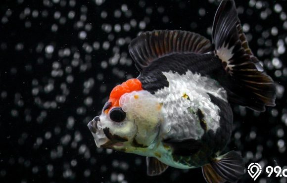 harga ikan koki panda