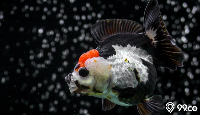 harga ikan koki panda