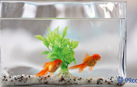 15 Jenis Ikan Hias Kecil yang Hidup Tanpa Aerator dan Oksigen, Cantik & Mudah Dirawat!