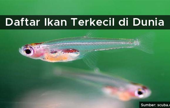 ikan terkecil di dunia
