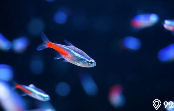 ikan neon tetra