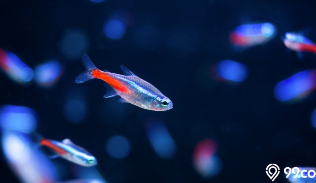 ikan neon tetra