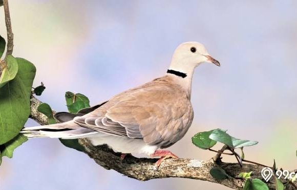 jenis burung puter