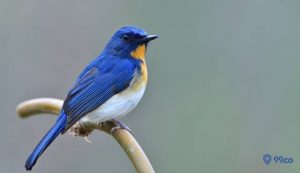 Ini 5 Jenis Burung Tledekan yang Paling Bagus. Suaranya Sangat Merdu!
